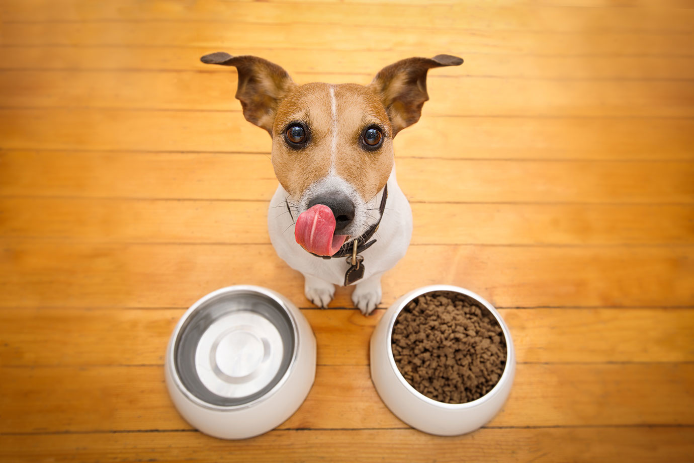 一人で留守番している愛犬にご飯をあげてくれる犬用自動給餌器5選 Single Hack