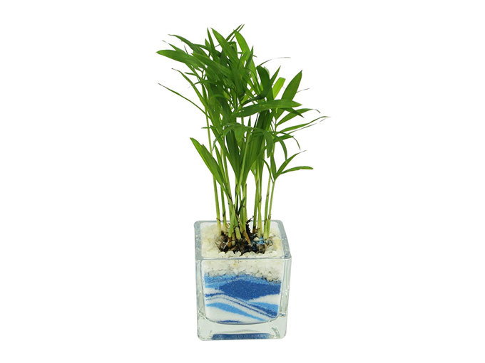 2169f0203bea948e2f580e0af64bf086 植物のある癒やし生活をしたい！初心者におすすめの枯れにくい観葉植物7個