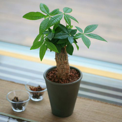 69a54fa0a6ae23b4bc967cbbbbd52e9e 植物のある癒やし生活をしたい！初心者におすすめの枯れにくい観葉植物7個