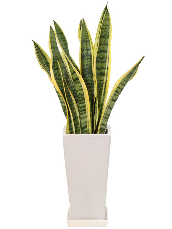 a9237b5d021c9ebadab85e3247f6c045 植物のある癒やし生活をしたい！初心者におすすめの枯れにくい観葉植物7個