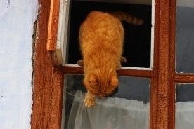 愛猫を絶対に脱走させない！ 簡単に設置できる窓周りのアイテム4選