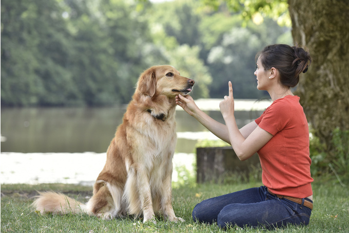 賃貸でもできる 愛犬のための防災対策と避難に必要なモノ Single Hack